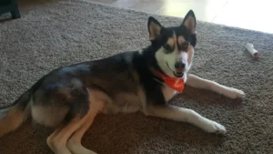 husky at doggie day care