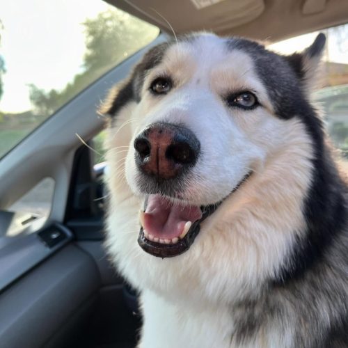 Pet Boarding in Queen Creek AZ